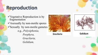 Vegetative Reproduction is by
fragmentation
Asexually by non-motile spores
Sexually by non-motile gametes
e.g., Polysiphonia,
Porphyra,
Gracilaria,
Gelidium.
 
