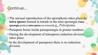 Continue…
• The asexual reproduction of the sporophytes takes place by
tetra spores formed in tetrads in the tetra sporangia (Tetra
sporangia produce tetra spores via meiosis)e.g., Polysiponia.
• Paraspore borne inside parasporangia in greater numbers.
• During the development of tetraspores reduction division
takes place.
• In the development of paraspores there is no reduction
division.
 