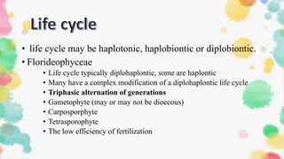 • life cycle may be haplotonic, haplobiontic or diplobiontic.
• Florideophyceae
• Life cycle typically diplohaplontic, some are haplontic
• Many have a complex modification of a diplohaplontic life cycle
• Triphasic alternation of generations
• Gametophyte (may or may not be dioecous)
• Carposporphyte
• Tetrasporophyte
• The low efficiency of fertilization
 