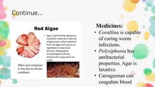 Continue…
Medicines:
• Corallina is capable
of curing worm
infections.
• Polysiphonia has
antibacterial
properties. Agar is
laxative.
• Carrageenan can
coagulate blood
 