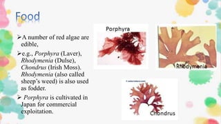 A number of red algae are
edible,
e.g., Porphyra (Laver),
Rhodymenia (Dulse),
Chondrus (Irish Moss).
Rhodymenia (also called
sheep’s weed) is also used
as fodder.
 Porphyra is cultivated in
Japan for commercial
exploitation.
 