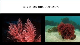 Division Rhodophyta: Characteristics and Importance of Red Algae | PPT