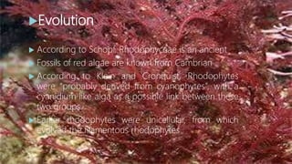 Bio-chemistry
 Photosynthetic pigments of rhodophyta are
chlorophyll a and b
 Red algae are red due to phycoerythrin
 ...