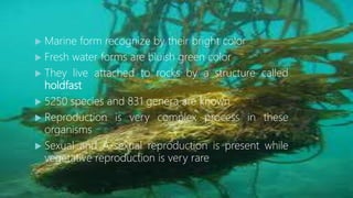 Cont…..
 Marine form recognize by their bright color
 Fresh water forms are bluish green color
 They live attached to r...