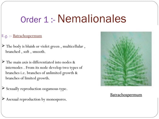 Rhodophyta