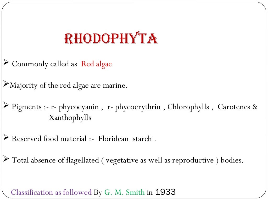 Rhodophyta