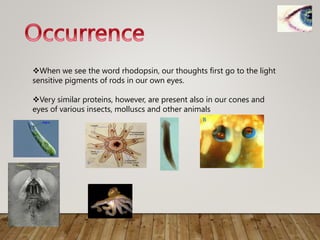 When we see the word rhodopsin, our thoughts first go to the light
sensitive pigments of rods in our own eyes.
Very similar proteins, however, are present also in our cones and
eyes of various insects, molluscs and other animals
 