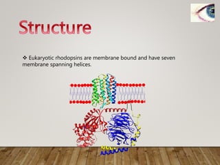  Eukaryotic rhodopsins are membrane bound and have seven
membrane spanning helices.
 