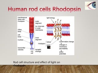 Rod cell structure and effect of light on
rhodopsin
 