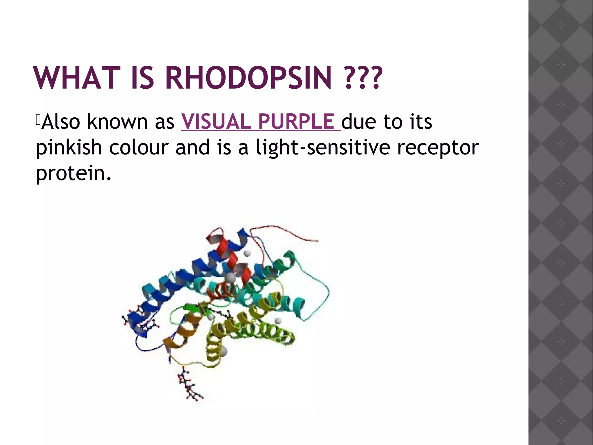 Rhodopsin cycle | PPT