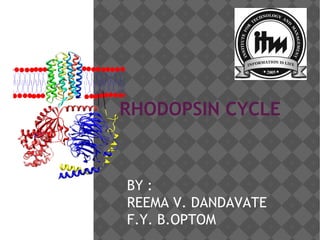 RHODOPSIN CYCLE
BY :
REEMA V. DANDAVATE
F.Y. B.OPTOM
 