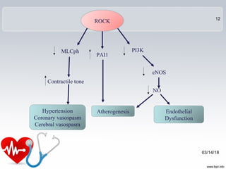 ROCK
MLCph
PAI1
PI3K
Contractile tone
Hypertension
Coronary vasospasm
Cerebral vasospasm
Atherogenesis
eNOS
NO
Endothelial
Dysfunction
03/14/18
12
 