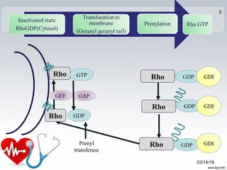 Rho
Rho
Rho GDP
GDP
Rho GDP
Prenyl
transferase
GDP
03/14/18
5
GDI
GDI
GDI
Rho GTP
GAPGEF
 