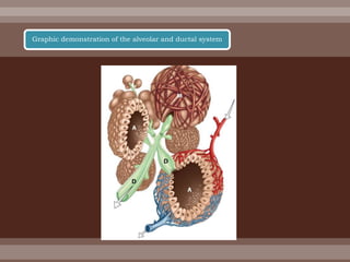 Graphic demonstration of the alveolar and ductal system
 