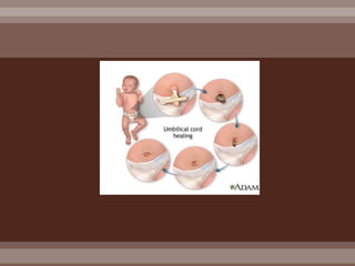 020 normal and abnormal puerperium 2