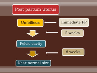 Immediate PPUmbilicus
2 weeks
Pelvic cavity
Near normal size
6 weeks
Post partum uterus
 