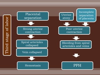 Placental
separation
Strong uterine
contraction
Spiral arterioles
collapsed
Vein collapsed
Hemostasis
Poor uterine
contraction
Bleeding from spiral
arterioles and veins
PPH
Uterine
atony
Incomplete
separation
of placenta
Thirdstageoflabor
 