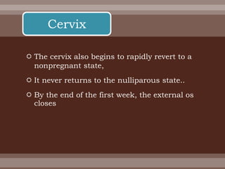  The cervix also begins to rapidly revert to a
nonpregnant state,
 It never returns to the nulliparous state..
 By the end of the first week, the external os
closes
Cervix
 