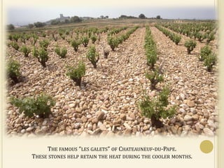THE FAMOUS “LES GALETS” OF CHATEAUNEUF-DU-PAPE.
THESE STONES HELP RETAIN THE HEAT DURING THE COOLER MONTHS.
 