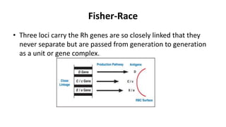 Fisher-Race
• Three loci carry the Rh genes are so closely linked that they
never separate but are passed from generation to generation
as a unit or gene complex.
 