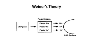 Weiner’s Theory
 