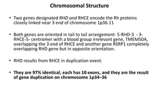Chromosomal Structure
• Two genes designated RHD and RHCE encode the Rh proteins
closely linked near 3 end of chromosome 1p36.11
• Both genes are oriented in tail to tail arrangement- 5-RHD-3 - 3-
RHCE-5- centromer with a blood group irrelevant gene, TMEM50A,
overlapping the 3 end of RHCE and another gene RSRP1 completely
overlapping RHD gene but in opposite orientation.
• RHD results from RHCE in duplication event.
• They are 97% identical, each has 10 exons, and they are the result
of gene duplication on chromosome 1p34–36
 