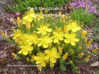 Plant Identification 5 Aquatic and rock plants RHS Cert Horticulture (Level 2) 