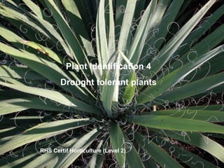RHS Certif Horticulture (Level 2) Plant Identification 4 Drought tolerant plants 