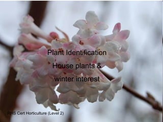 Plant Identification House plants &  winter interest RHS Cert Horticulture (Level 2) 