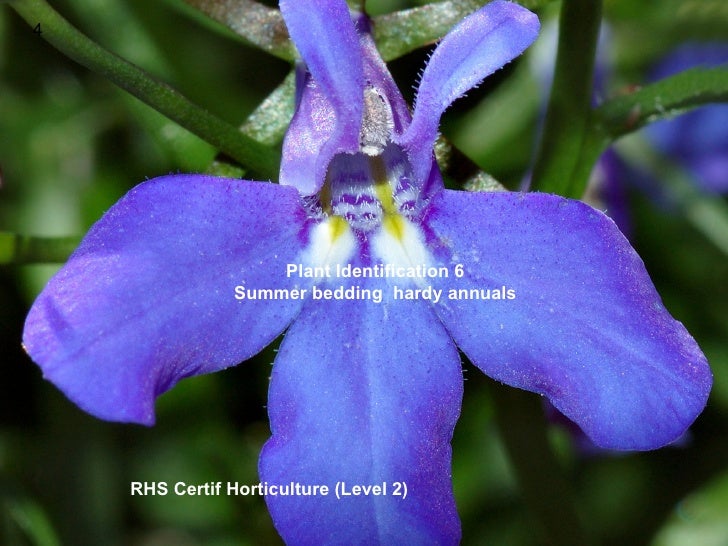 Rhs 2 Plant Idents Summer Bedding & Hardy Annuals