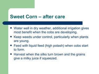 Sweet Corn – after care Water well in dry weather, additional irrigation gives most benefit when the cobs are developing. Keep weeds under control, particularly when plants are young. Feed with liquid feed (high potash) when cobs start to form. Harvest when the silks turn brown and the grains give a milky juice if squeezed. 