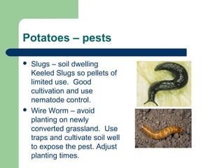 Potatoes – pests
 Slugs – soil dwelling
Keeled Slugs so pellets of
limited use. Good
cultivation and use
nematode control.
 Wire Worm – avoid
planting on newly
converted grassland. Use
traps and cultivate soil well
to expose the pest. Adjust
planting times.
 