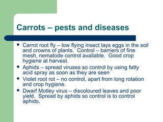 Carrots – pests and diseases
 Carrot root fly – low flying insect lays eggs in the soil
and crowns of plants. Control – barriers of fine
mesh, nematode control available. Good crop
hygiene at harvest.
 Aphids – spread viruses so control by using fatty
acid spray as soon as they are seen
 Violet root rot – no control, apart from long rotation
and crop hygiene.
 Dwarf Motley virus – discoloured leaves and poor
yield. Spread by aphids so control is to control
aphids.
 