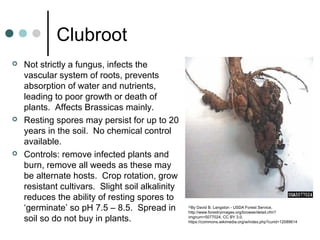 Clubroot
 Not strictly a fungus, infects the
vascular system of roots, prevents
absorption of water and nutrients,
leading to poor growth or death of
plants. Affects Brassicas mainly.
 Resting spores may persist for up to 20
years in the soil. No chemical control
available.
 Controls: remove infected plants and
burn, remove all weeds as these may
be alternate hosts. Crop rotation, grow
resistant cultivars. Slight soil alkalinity
reduces the ability of resting spores to
‘germinate’ so pH 7.5 – 8.5. Spread in
soil so do not buy in plants.
By David B. Langston - USDA Forest Service,
http://www.forestryimages.org/browse/detail.cfm?
imgnum=5077024, CC BY 3.0,
https://commons.wikimedia.org/w/index.php?curid=12089614
 
