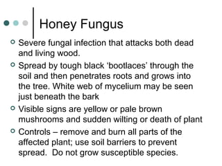 Honey Fungus
 Severe fungal infection that attacks both dead
and living wood.
 Spread by tough black ‘bootlaces’ through the
soil and then penetrates roots and grows into
the tree. White web of mycelium may be seen
just beneath the bark
 Visible signs are yellow or pale brown
mushrooms and sudden wilting or death of plant
 Controls – remove and burn all parts of the
affected plant; use soil barriers to prevent
spread. Do not grow susceptible species.
 