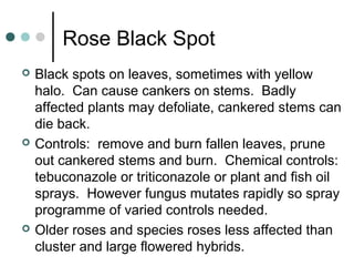 Rose Black Spot
 Black spots on leaves, sometimes with yellow
halo. Can cause cankers on stems. Badly
affected plants may defoliate, cankered stems can
die back.
 Controls: remove and burn fallen leaves, prune
out cankered stems and burn. Chemical controls:
tebuconazole or triticonazole or plant and fish oil
sprays. However fungus mutates rapidly so spray
programme of varied controls needed.
 Older roses and species roses less affected than
cluster and large flowered hybrids.
 