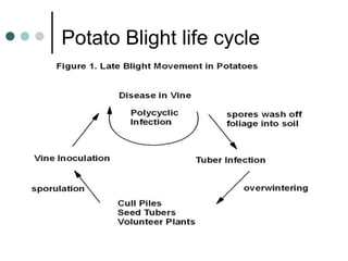 Potato Blight life cycle
 