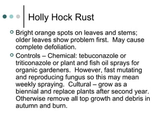 Holly Hock Rust
 Bright orange spots on leaves and stems;
older leaves show problem first. May cause
complete defoliation.
 Controls – Chemical: tebuconazole or
triticonazole or plant and fish oil sprays for
organic gardeners. However, fast mutating
and reproducing fungus so this may mean
weekly spraying. Cultural – grow as a
biennial and replace plants after second year.
Otherwise remove all top growth and debris in
autumn and burn.
 