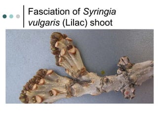Fasciation of Syringia
vulgaris (Lilac) shoot
 