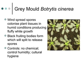 Grey Mould Botrytis cinerea
 Wind spread spores
colonise plant tissues in
humid conditions producing
fluffy white growth
 Black fruiting bodies form
which will split to release
spores
 Controls: no chemical;
control humidity; cultural
hygiene
 