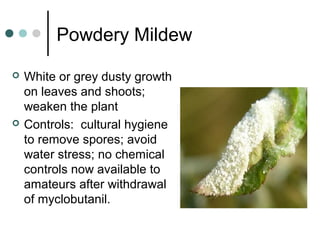Powdery Mildew
 White or grey dusty growth
on leaves and shoots;
weaken the plant
 Controls: cultural hygiene
to remove spores; avoid
water stress; no chemical
controls now available to
amateurs after withdrawal
of myclobutanil.
 