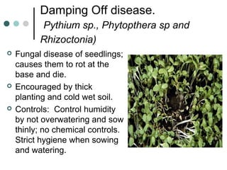 Damping Off disease.
Pythium sp., Phytopthera sp and
Rhizoctonia)
 Fungal disease of seedlings;
causes them to rot at the
base and die.
 Encouraged by thick
planting and cold wet soil.
 Controls: Control humidity
by not overwatering and sow
thinly; no chemical controls.
Strict hygiene when sowing
and watering.
 