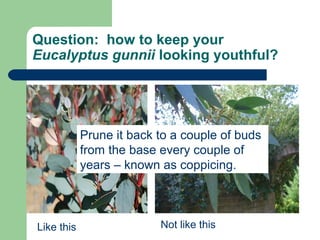 Question: how to keep your
Eucalyptus gunnii looking youthful?
Like this Not like this
Prune it back to a couple of buds
from the base every couple of
years – known as coppicing.
 