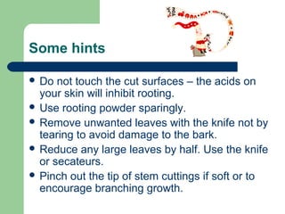 Some hints
 Do

not touch the cut surfaces – the acids on
your skin will inhibit rooting.
 Use rooting powder sparingly.
 Remove unwanted leaves with the knife not by
tearing to avoid damage to the bark.
 Reduce any large leaves by half. Use the knife
or secateurs.
 Pinch out the tip of stem cuttings if soft or to
encourage branching growth.

 