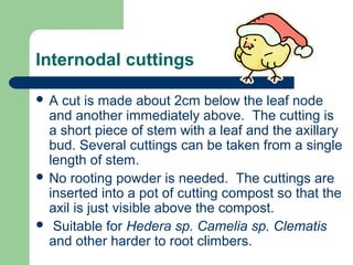 Internodal cuttings
A

cut is made about 2cm below the leaf node
and another immediately above. The cutting is
a short piece of stem with a leaf and the axillary
bud. Several cuttings can be taken from a single
length of stem.
 No rooting powder is needed. The cuttings are
inserted into a pot of cutting compost so that the
axil is just visible above the compost.
 Suitable for Hedera sp. Camelia sp. Clematis
and other harder to root climbers.

 