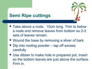 Semi Ripe cuttings
 Take

above a node. 10cm long. Trim to below
a node and remove leaves from bottom so 2-3
sets of leaves remain.
 Wound the base by removing a sliver of bark.
 Dip into rooting powder – tap off excess
carefully
 Use dibber to make hole in prepared pot, insert
so the bottom leaves are just above the surface.
Firm in.

 