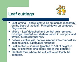 Leaf cuttings








Leaf lamina – entire leaf; veins cut across (shallowly)
on the back of the leaf. Pinned down on compost.
Begonia rex
Midrib – Leaf detached and central vein removed;
cut edge inserted into shallow trench in compost and
firmed. Streptocarpus rexii
Petiole – entire leaf, petiole inserted into compost so
base touches. Saintpaulia ionantha
Leaf section – squares (planted to 1/3 of height in
tray) or chevrons (the pointy end is the ‘bottom’)
Plantlets form where the cut leaf veins touch the
compost.

 