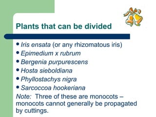Plants that can be divided
Iris

ensata (or any rhizomatous iris)
Epimedium x rubrum
Bergenia purpurescens
Hosta sieboldiana
Phyllostachys nigra
Sarcoccoa hookeriana
Note: Three of these are monocots –
monocots cannot generally be propagated
by cuttings.

 