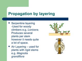 Propagation by layering




Serpentine layering
-Used for woody
climbers e.g, Lonicera.
Produces several
plants per stem
however it needs quite
a lot of space.
Air Layering – used for
plants with rigid stems
e.g. Magnolia
grandiflora

 