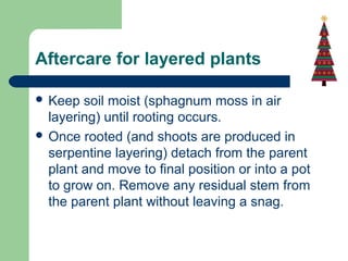 Aftercare for layered plants
 Keep

soil moist (sphagnum moss in air
layering) until rooting occurs.
 Once rooted (and shoots are produced in
serpentine layering) detach from the parent
plant and move to final position or into a pot
to grow on. Remove any residual stem from
the parent plant without leaving a snag.

 